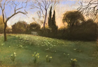Lawn with daffodils