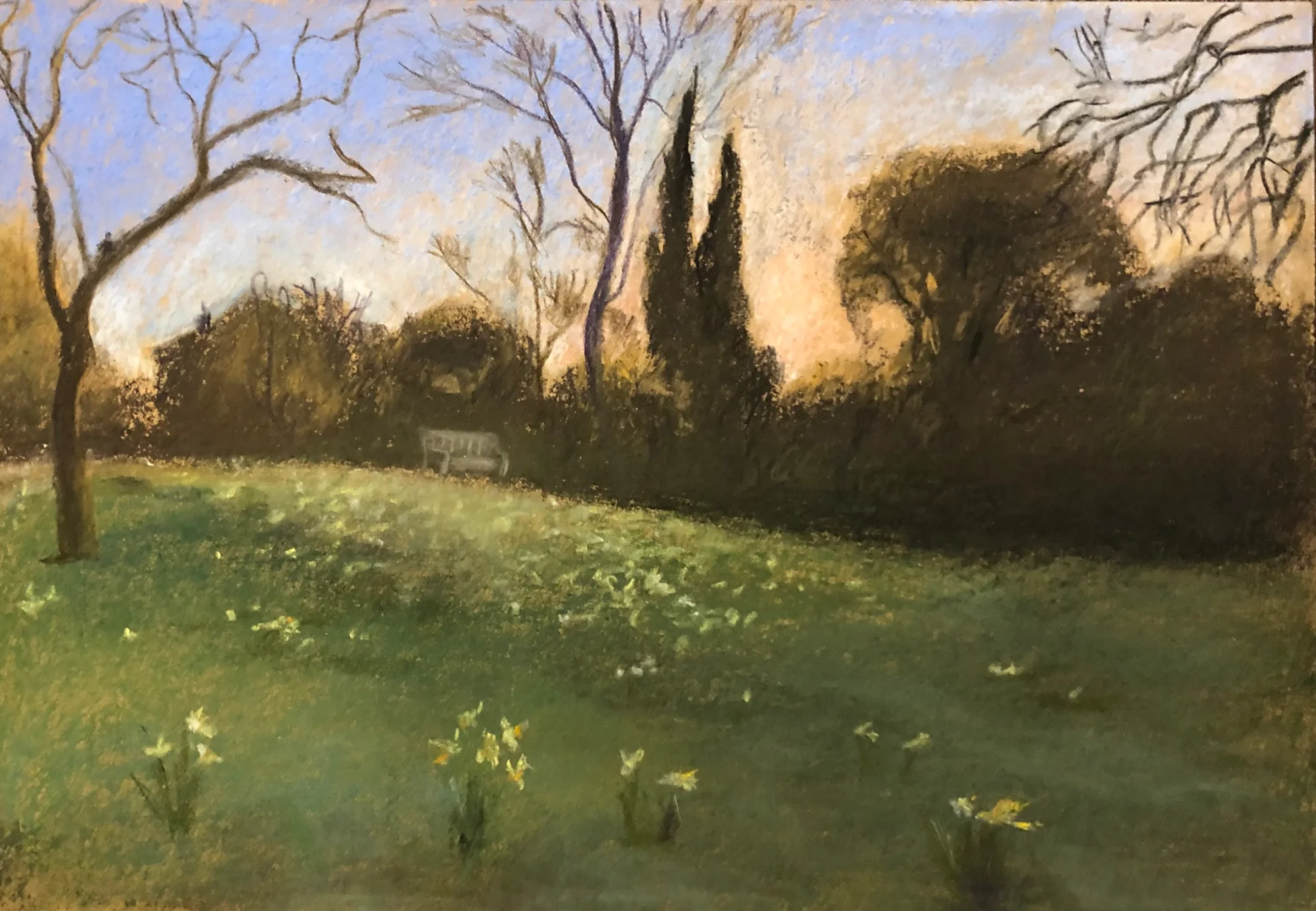 Lawn with daffodils