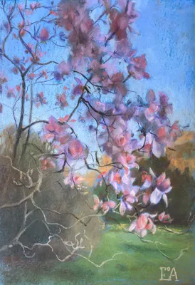 Magnolia