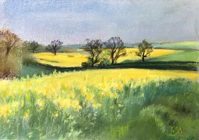 Rapeseed fields