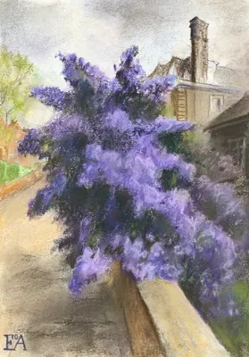 Afghan lilac
