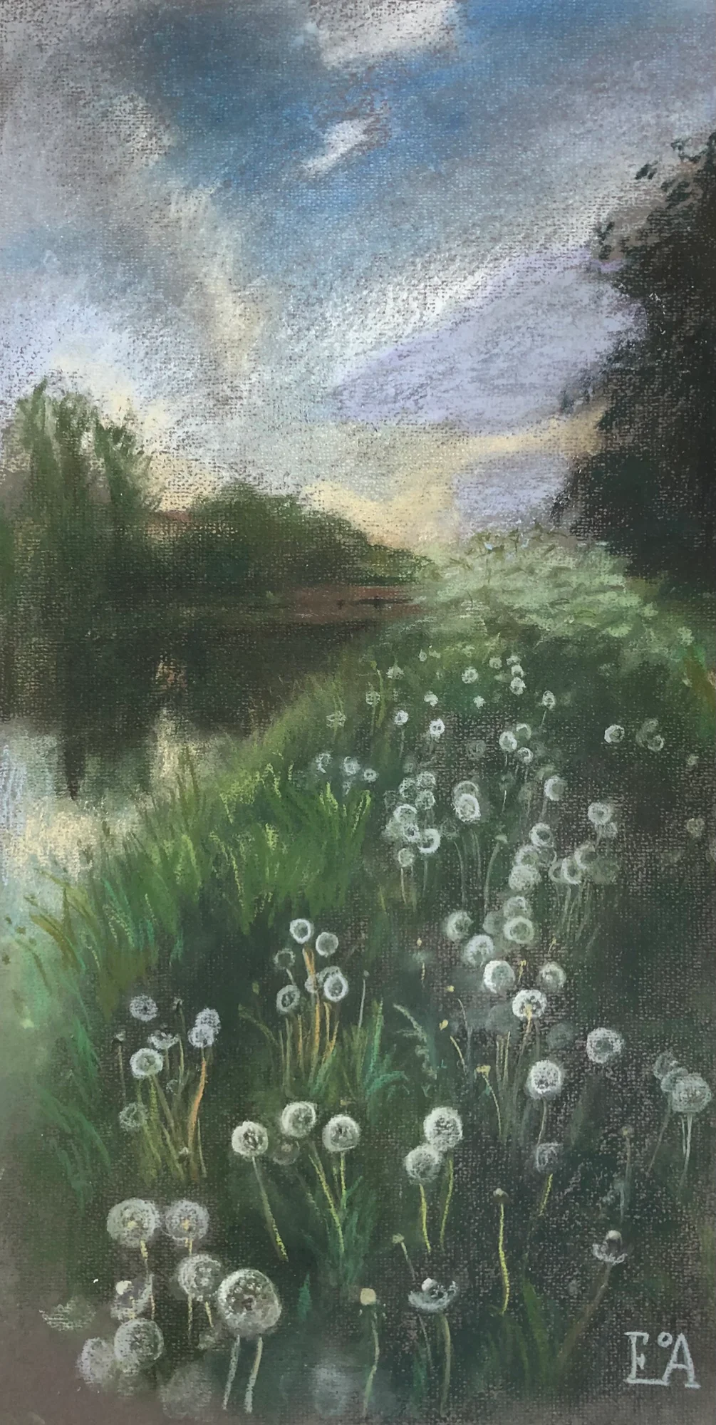 Dandelion time