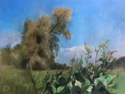 Willow over the field