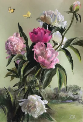 Peonies in Lavrovo
