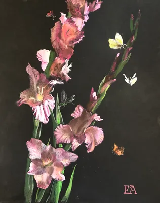 Pink gladioli