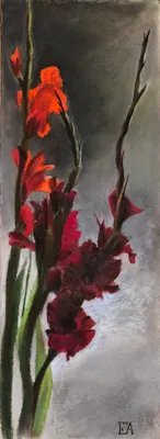 Gladioli