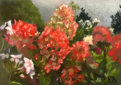 Hydrangeas